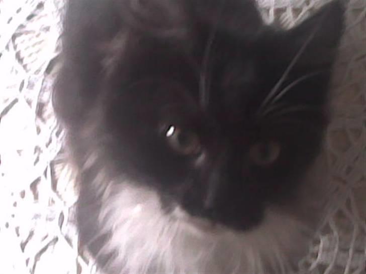 Blanding af racer Børge † død † :'( billede 11