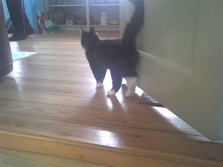 Blanding af racer Børge † død † :'( billede 13