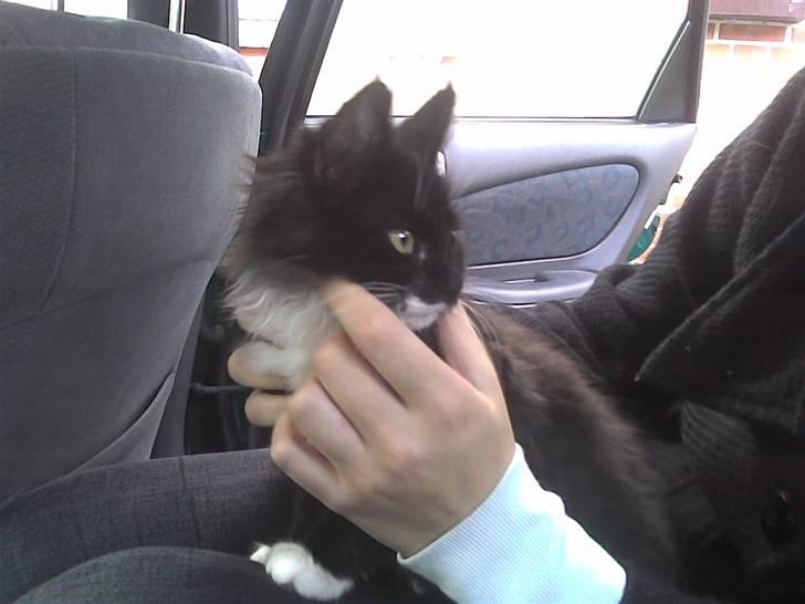 Blanding af racer Børge † død † :'( billede 15