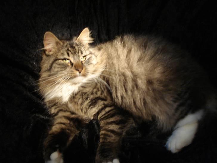 Norsk Skovkat marie's lion DØD 27/3 09* - velkommen til lions profiiil... billede 1