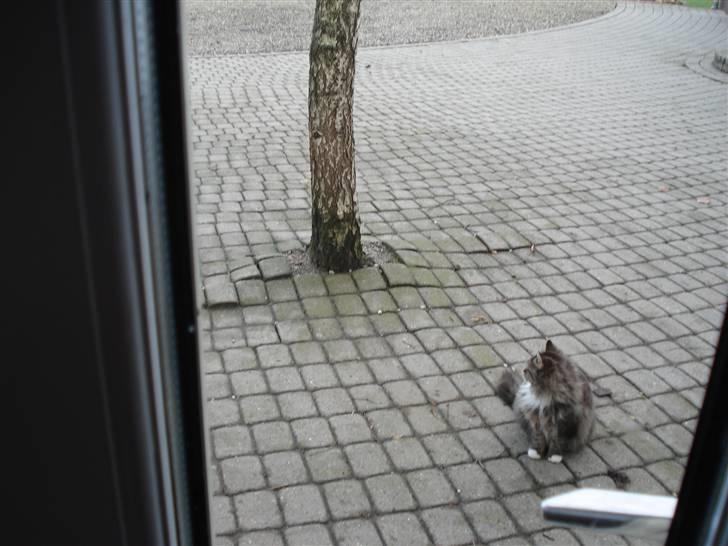 Norsk Skovkat marie's lion DØD 27/3 09* - hiih billede 2