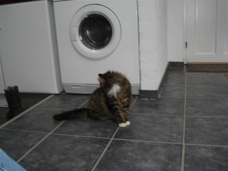 Norsk Skovkat marie's lion DØD 27/3 09* - model! billede 3