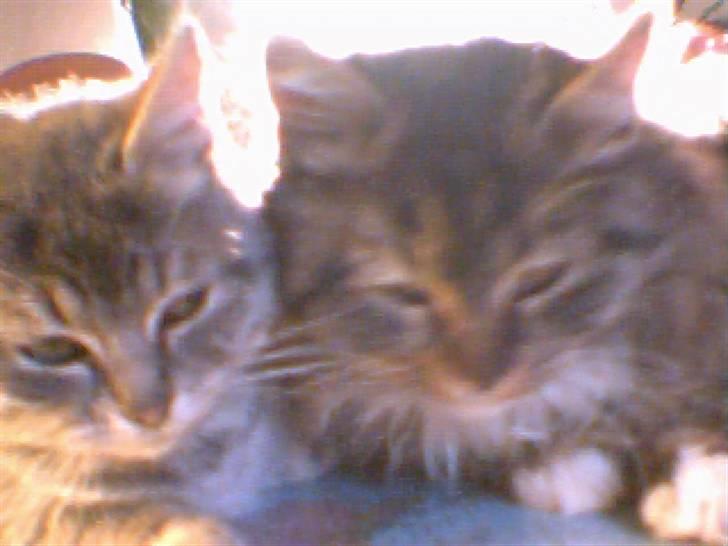 Norsk Skovkat marie's lion DØD 27/3 09* - lion og tiger billede 4