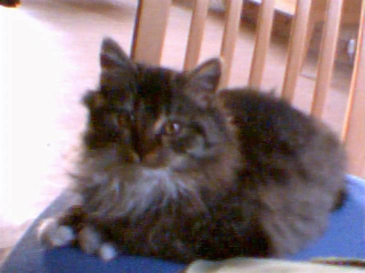 Norsk Skovkat marie's lion DØD 27/3 09* billede 5