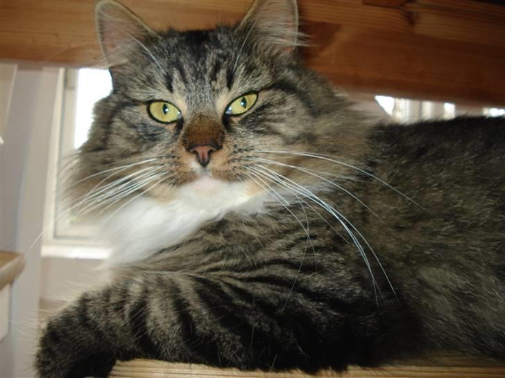 Norsk Skovkat marie's lion DØD 27/3 09* billede 6