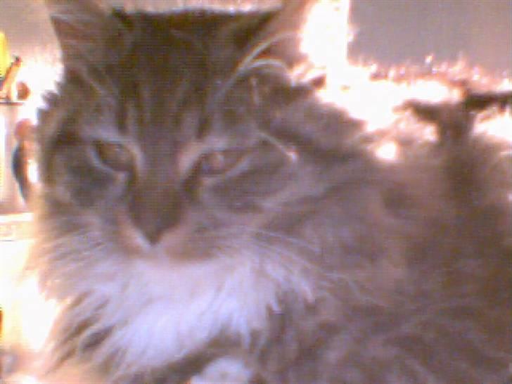 Norsk Skovkat marie's lion DØD 27/3 09* billede 7