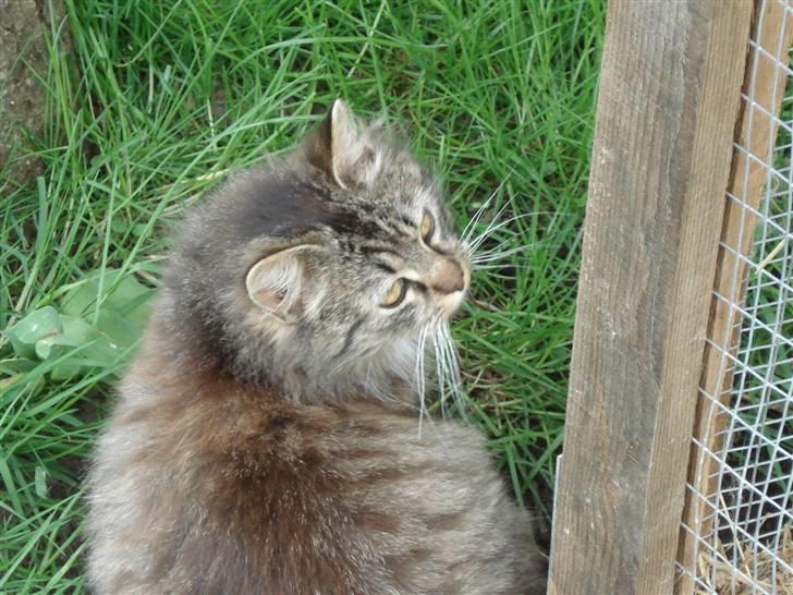 Norsk Skovkat marie's lion DØD 27/3 09* billede 8