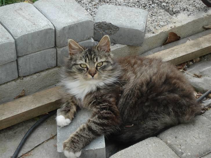 Norsk Skovkat marie's lion DØD 27/3 09* - lion passer på sin sten! haha billede 9