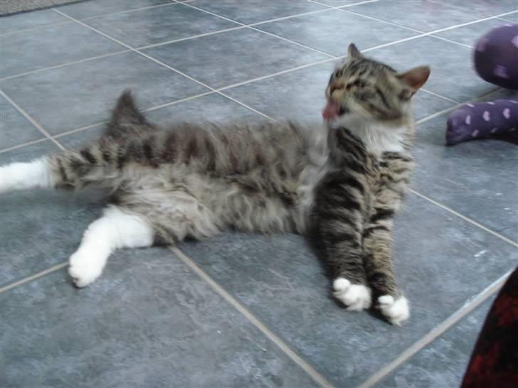 Norsk Skovkat marie's lion DØD 27/3 09* - farlig dræberkat! billede 10