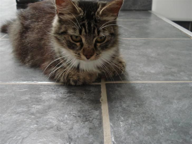 Norsk Skovkat marie's lion DØD 27/3 09* - üng lion <´3 billede 11