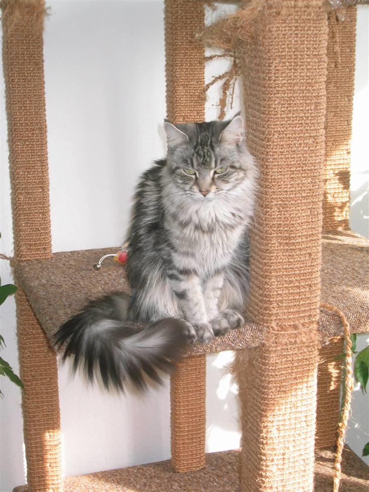 Maine Coon Siffe billede 9