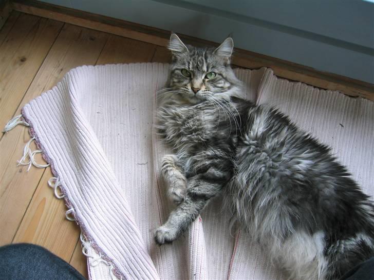 Maine Coon Siffe billede 10