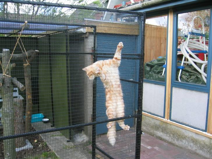 Maine Coon Mugge billede 13