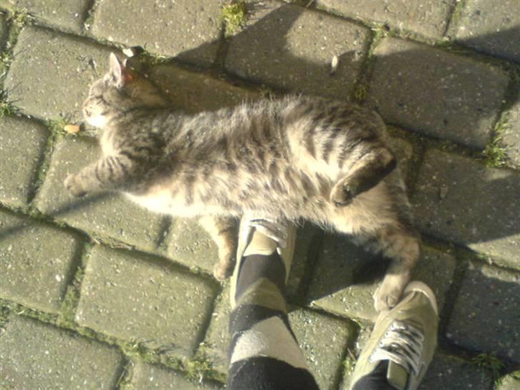 Blanding af racer Charle's Bølle <'3 *R.I.P - Haaaha <´3 billede 6