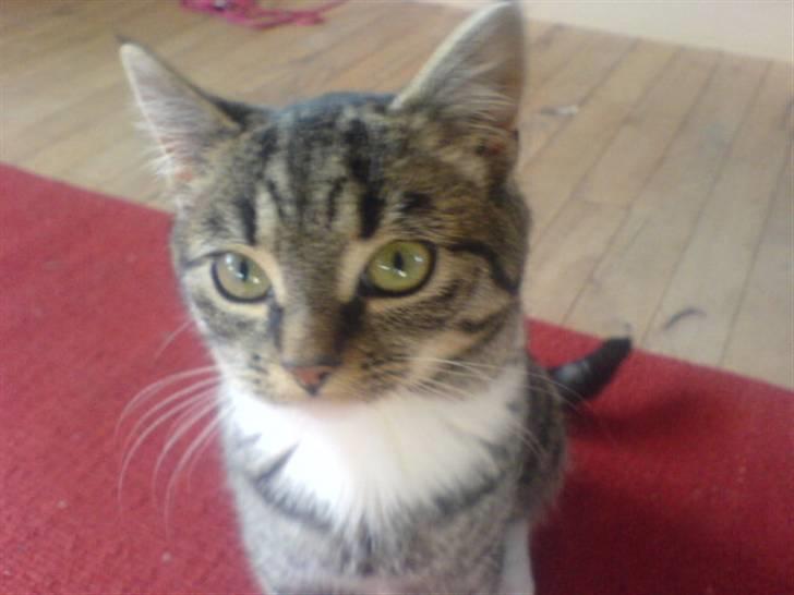 Huskat Oliver - Velkommen til Olivers profil xD billede 1