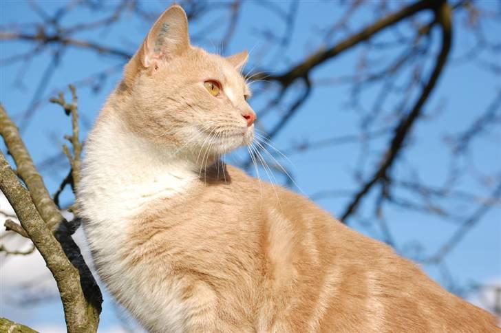 Blanding af racer Luka - Velkommen til Luka´s profil, kig billederne igennem og lig en kommentar/bedømmelse :) billede 1