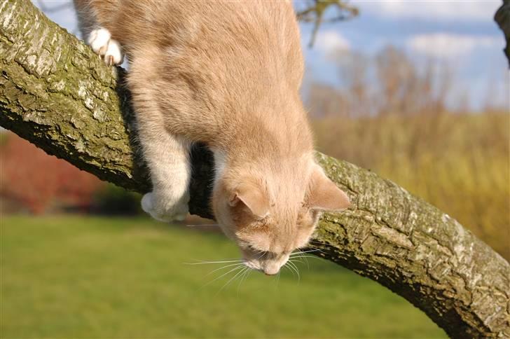 Blanding af racer Luka - Årh hvordan kommer jeg ned?? billede 2