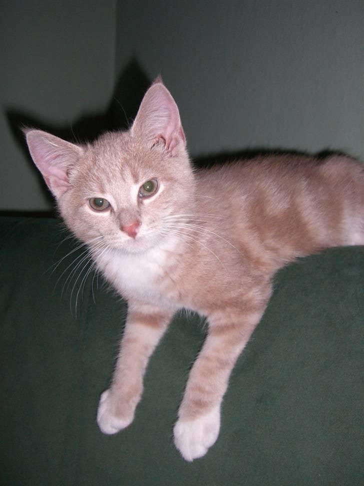 Blanding af racer Luka - Tada :) billede 3