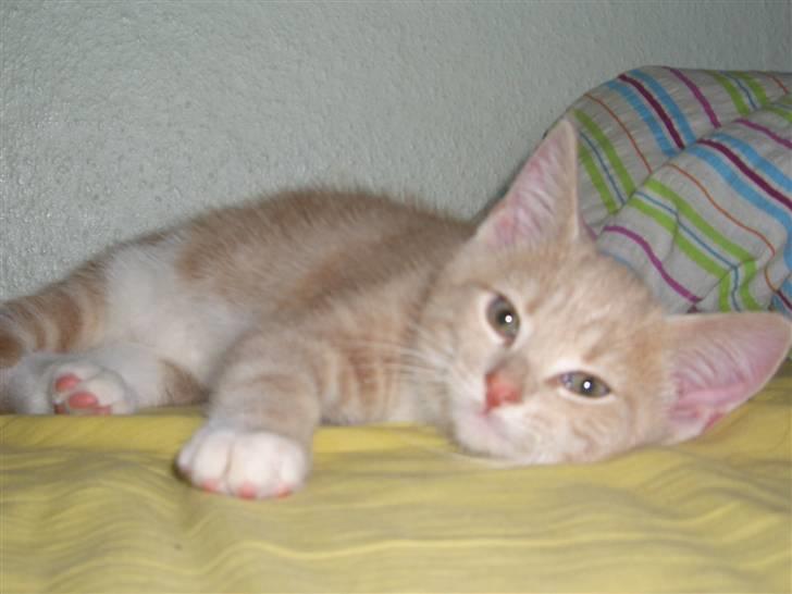 Blanding af racer Luka - Åh, han elsker min seng så meget billede 4