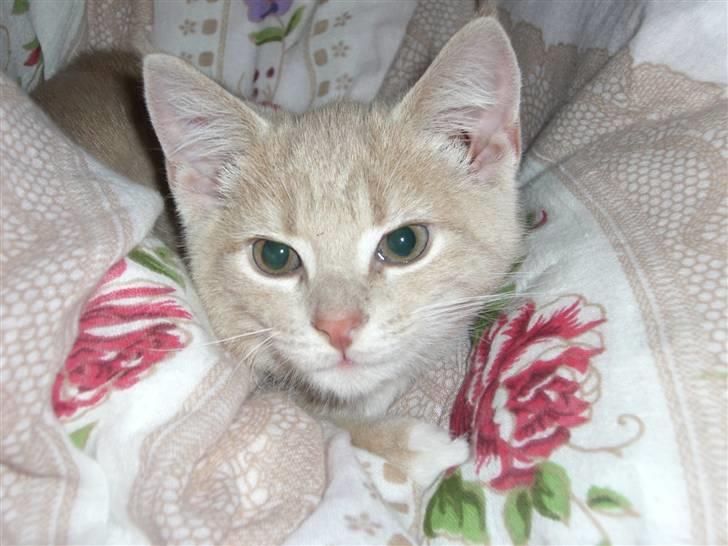 Blanding af racer Luka - Luka ligger og sover i min mors dyne billede 5