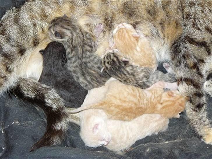 Blanding af racer Luka - Luka´s mor med sit kuld billede 6