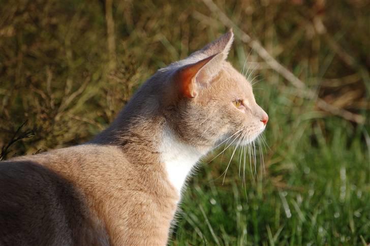 Blanding af racer Luka - Kigge kigge kigge :P billede 7