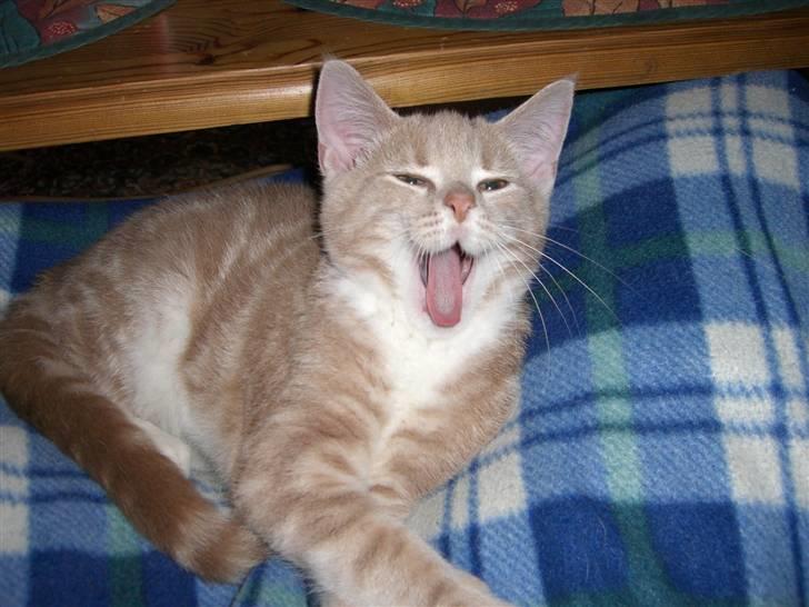 Blanding af racer Luka - Gab* en meget træt Luka billede 8