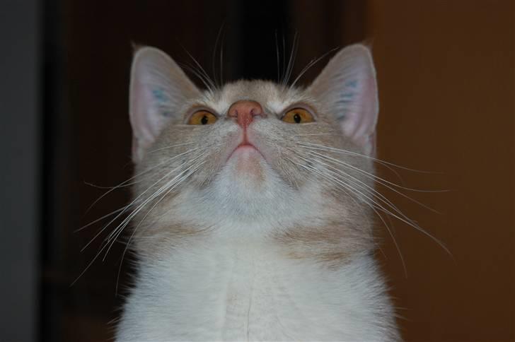 Blanding af racer Luka - underlig kat billede 9