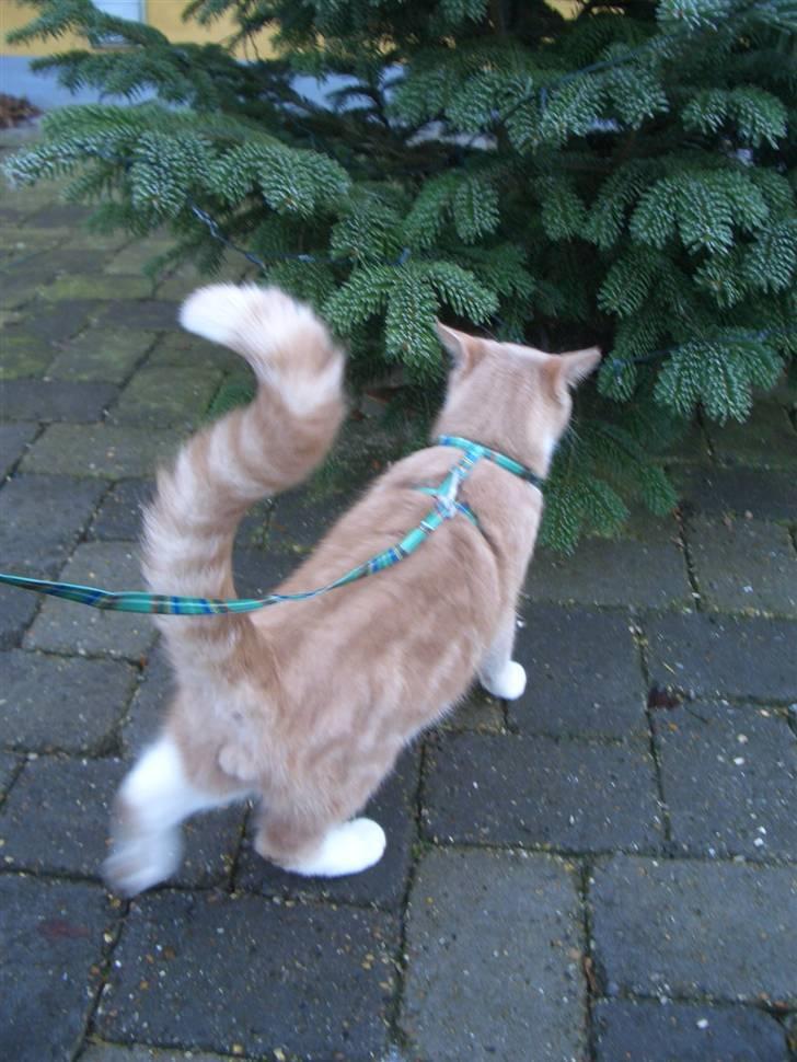 Blanding af racer Luka - Hva pokker er det? billede 10