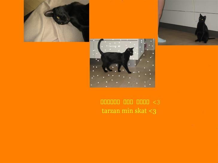 Blanding af racer Tarzan <3 min stjerne - et billede jeg har lavet til tarzan    <3 billede 8