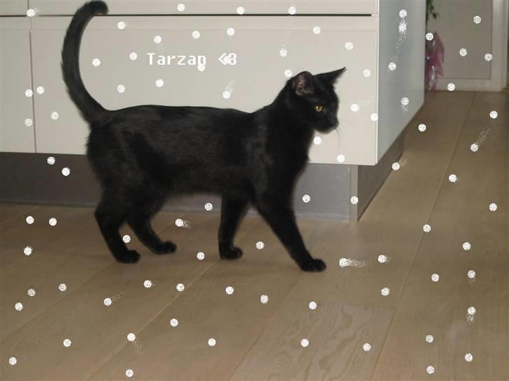 Blanding af racer Tarzan <3 min stjerne - et billede jeg har lavet til tarzan    <3 billede 9