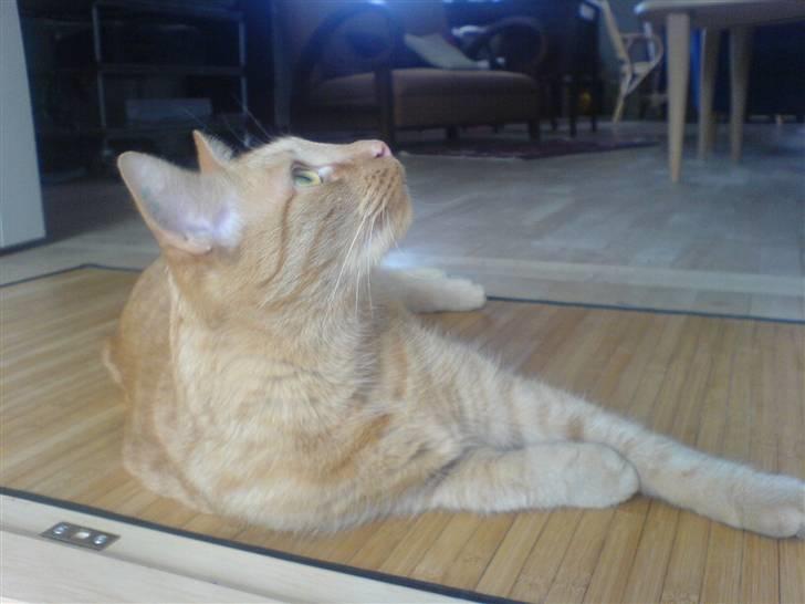 Huskat Taro billede 2