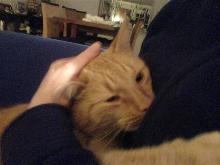 Huskat Taro billede 3