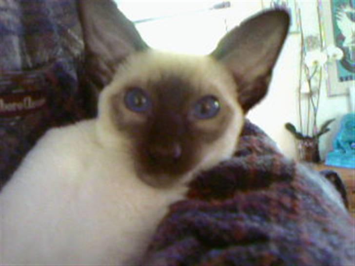 Siameser Lucy billede 2