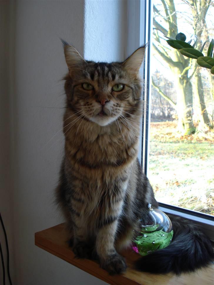 Maine Coon Ally R.I.P - Ally på sin udkigsplads til fuglene på fodrebrædtet 16/12 07 billede 10