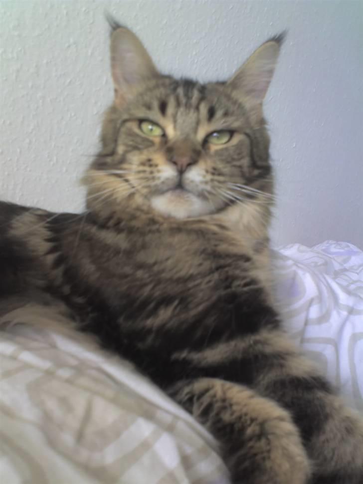 Maine Coon Ally R.I.P -  Ally 16/12 07 Det er taget med min telefon derfor er kvaliteten ikke så god, desværre.. Men synes det er så godt.. billede 11