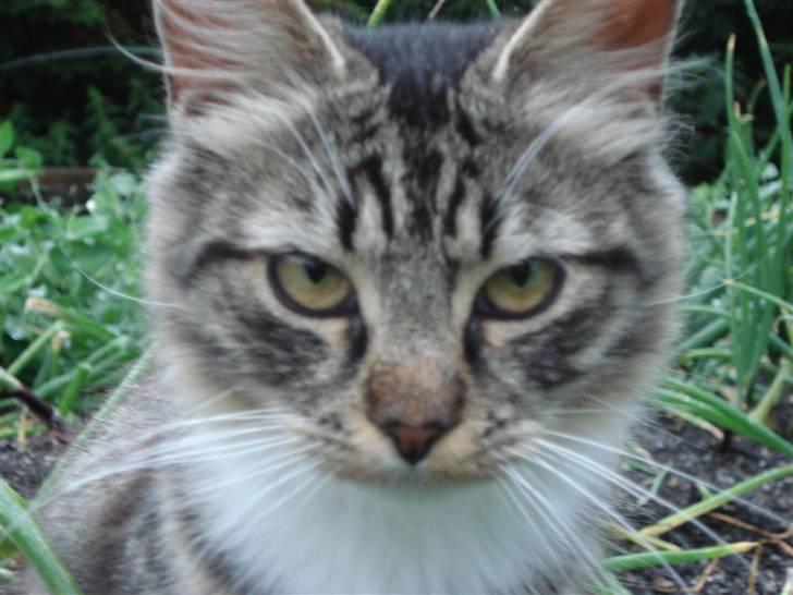 Norsk Skovkat marie's lion DØD 27/3 09* billede 12