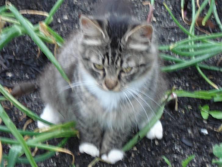 Norsk Skovkat marie's lion DØD 27/3 09* billede 13