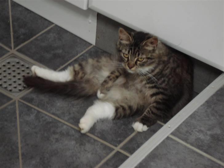 Norsk Skovkat marie's lion DØD 27/3 09* billede 14