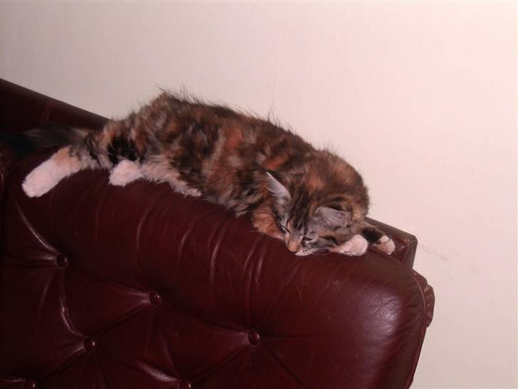 Blanding af racer Mulle  - der elskede hun at ligge. så var der udsyn over det hehe billede 1