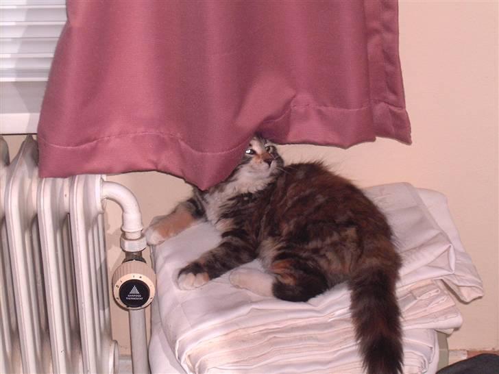 Blanding af racer Mulle  - hun havde fået en eller anden mani med at ligge der hver gang vi gik i seng billede 2