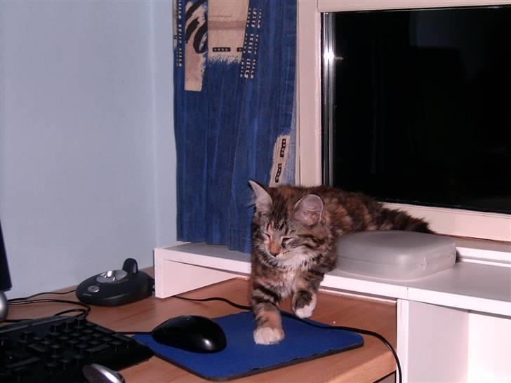 Blanding af racer Mulle  - der lå hun hver gang jeg sad ved computeren billede 3