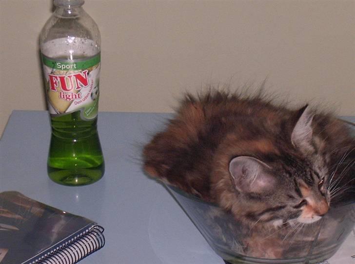 Blanding af racer Mulle  - denne skål er hendes "søsters" skål og så ville hun os prøve og se om hun kunne ligge i den billede 4