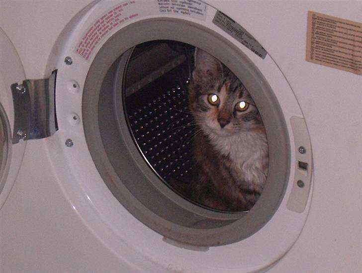 Blanding af racer Mulle  - hun hoppede derind uden at vi så det hehe billede 5