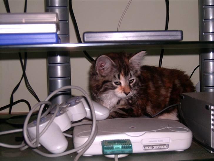 Blanding af racer Mulle  - dette billede er taget et par dage efter vi fik hende. hun er ca. 12 uger på det billede billede 6