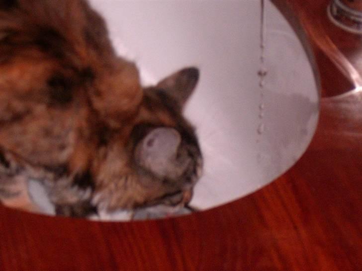 Blanding af racer Mulle  - her er hun i fuld gang med at drikke vand fra vandhanen billede 7