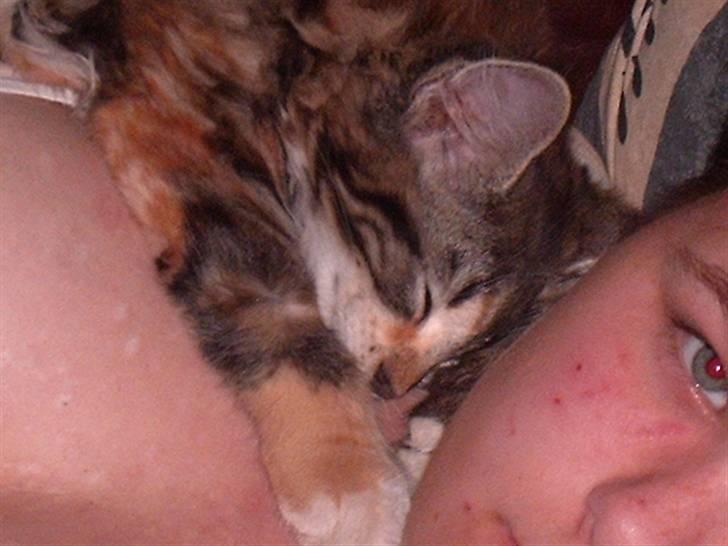 Blanding af racer Mulle  - her ligger vi og hygger billede 8