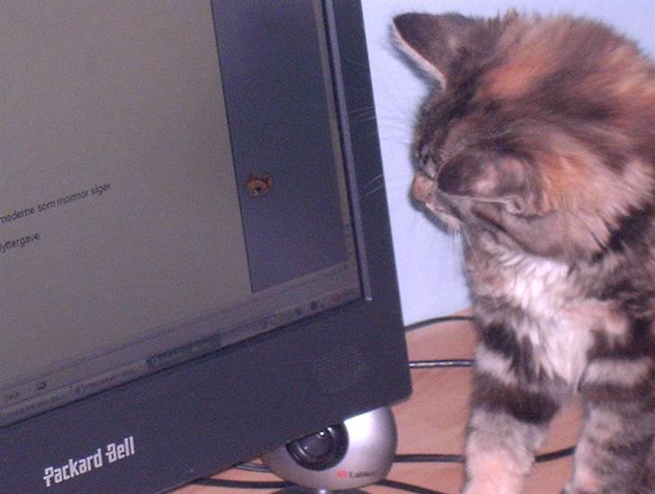 Blanding af racer Mulle  - hun havde fået øjne på den der hjælpekat inde i word... hehe billede 9