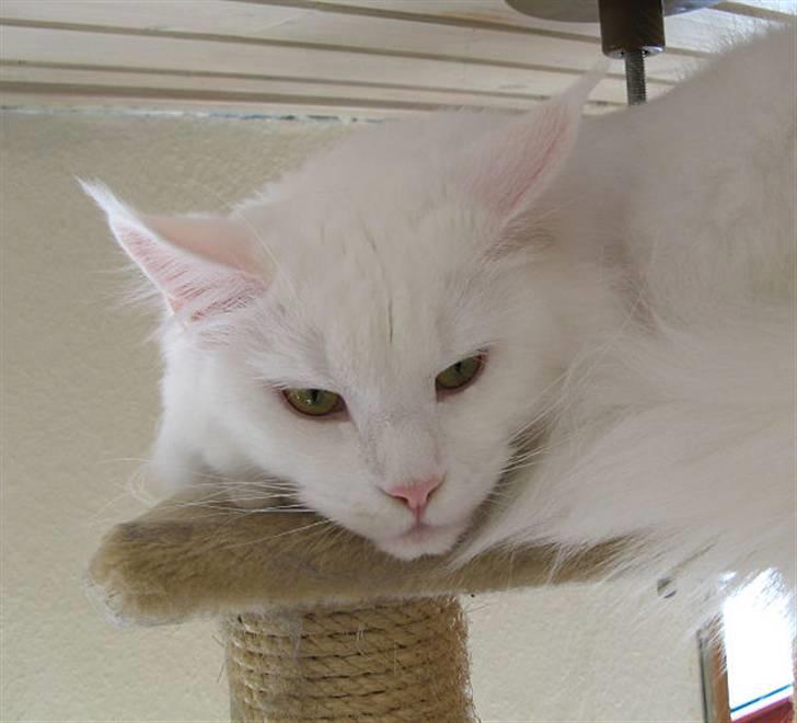 Maine Coon Mille - her er Mille ca. 1½ år. billede 1