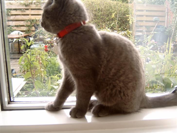 Blanding af racer Mitzie billede 7